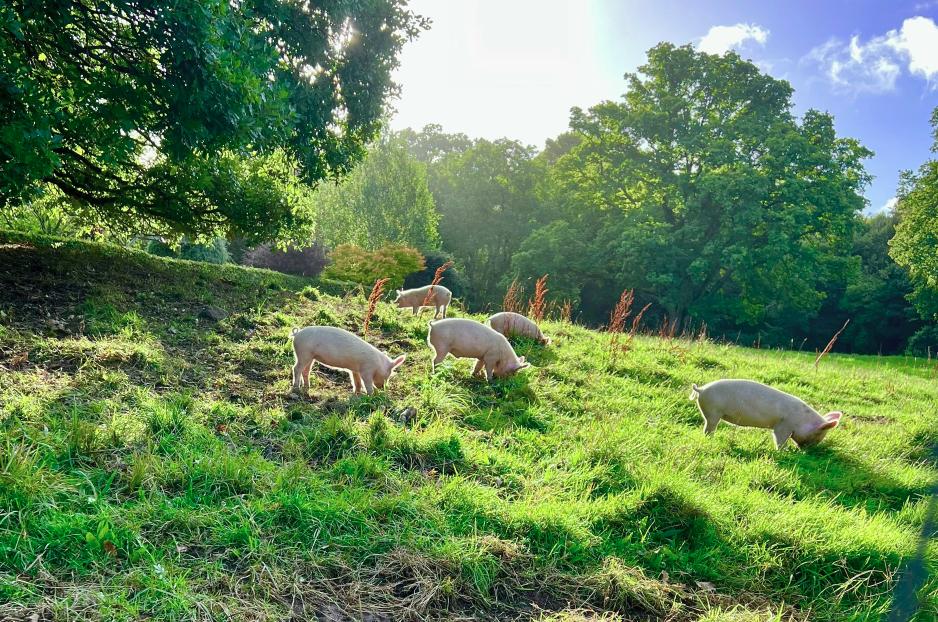 ДЗС: Бројот на свињи пораснал за 18,5%, овчарството и живинарството во пад